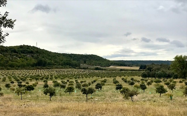 chenes-truffiers-champ